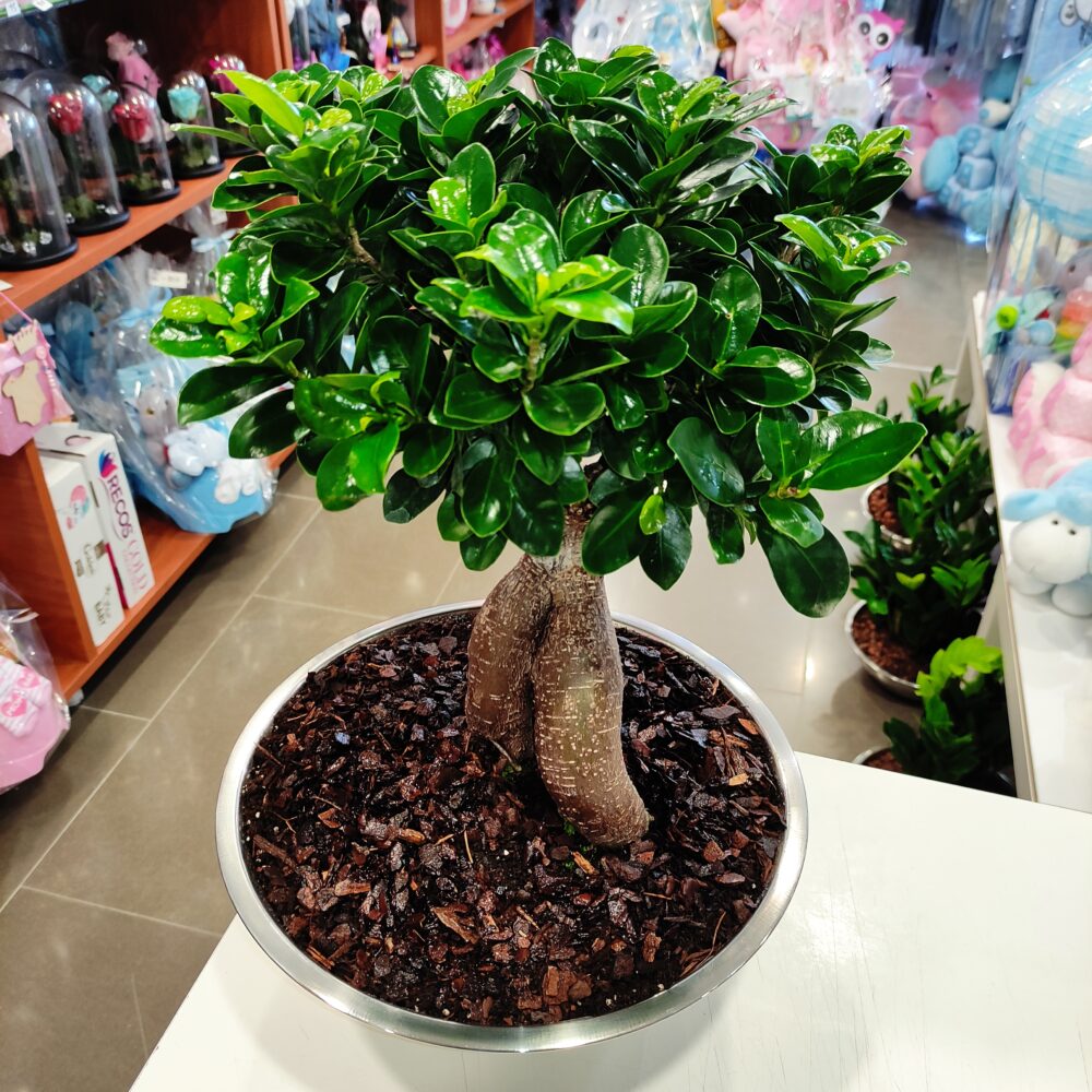 BONZAI PLANT I WANT YOU FOR A GIFT